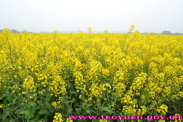 2012年桃源縣富硒產品銷售近2億